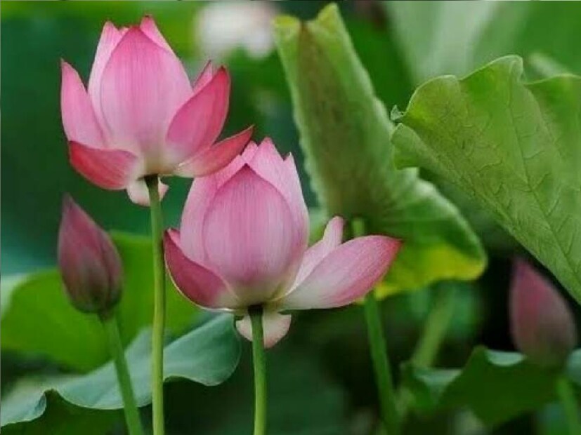 *স্বপ্নে পদ্ম ফুল দেখা খুবই শুভ। এটি নির্দেশ করে যে আপনি দেবী লক্ষ্মীর কৃপায় অর্থ লাভ করতে পারেন। সংগৃহীত ছবি। 