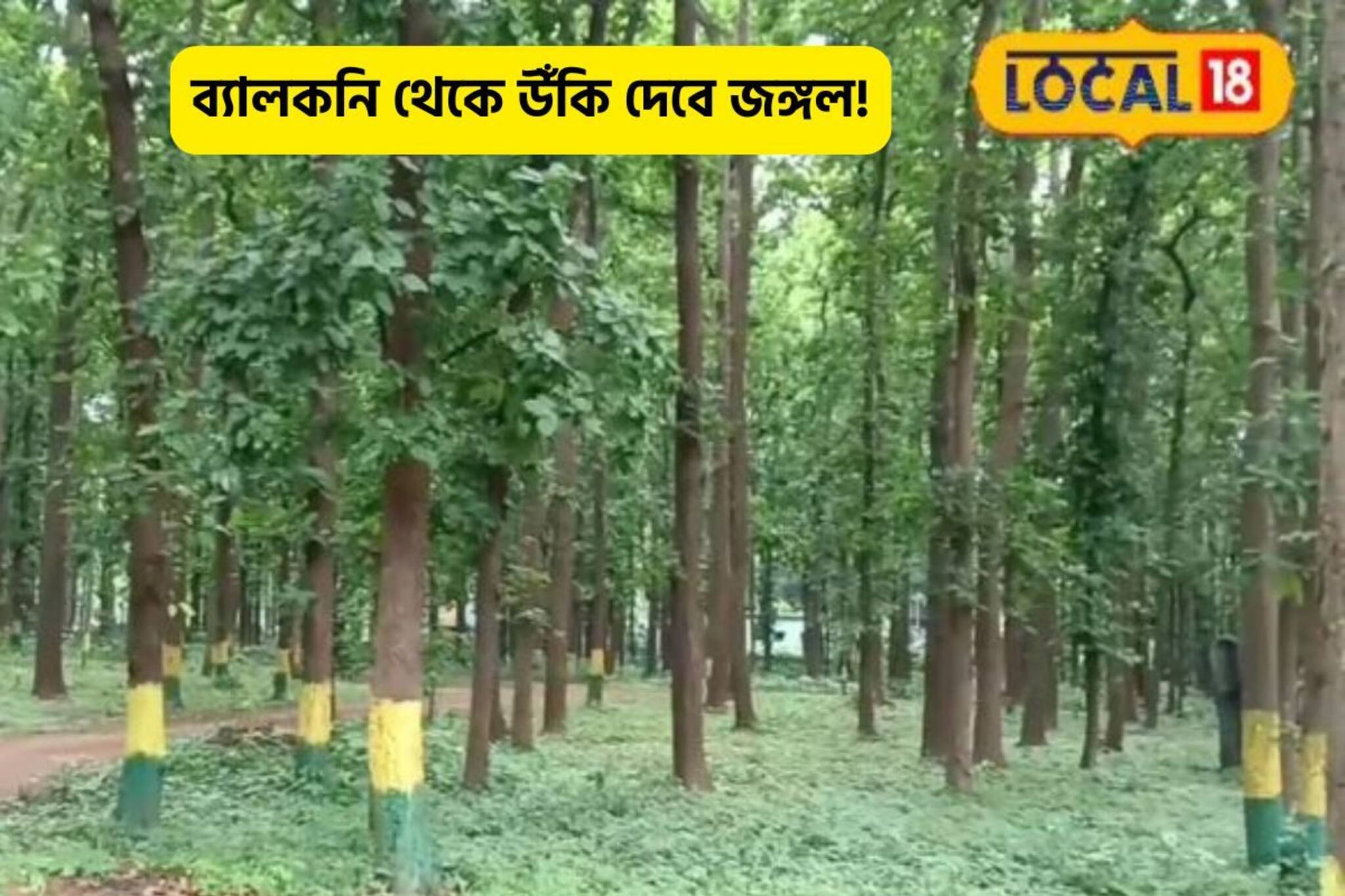 ব্যালকনির দরজা খুললেই গভীর অরণ্যে!জঙ্গলে রাত কাটানোর ইচ্ছা? আসুন এই ঠিকানায়!