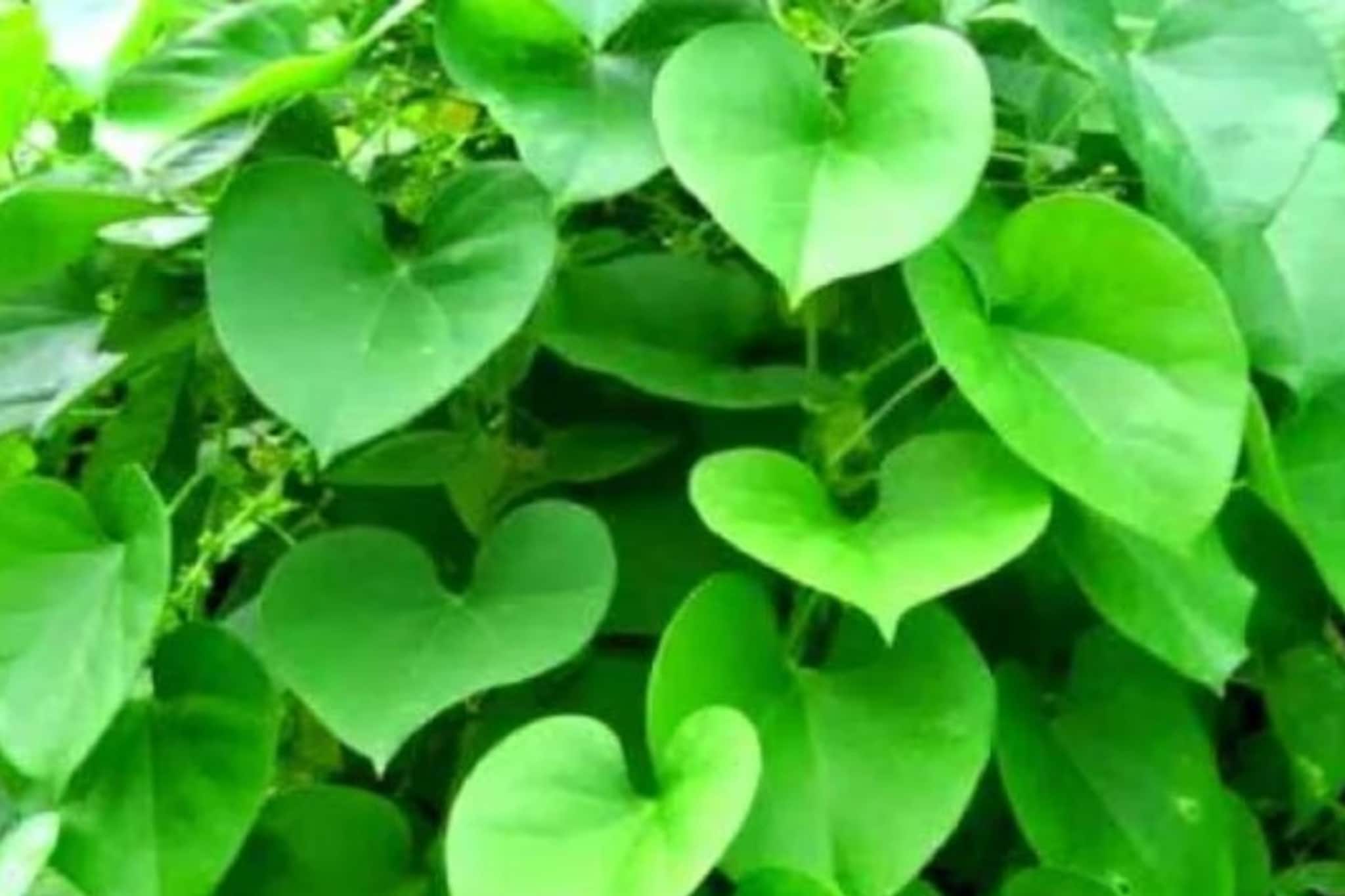 পান পাতা ভেবে ভুল করবেন না, এটাই ওজন কমানোর 'ব্রহ্মাস্ত্র'...! খেলেই যৌবন চাঙ্গা