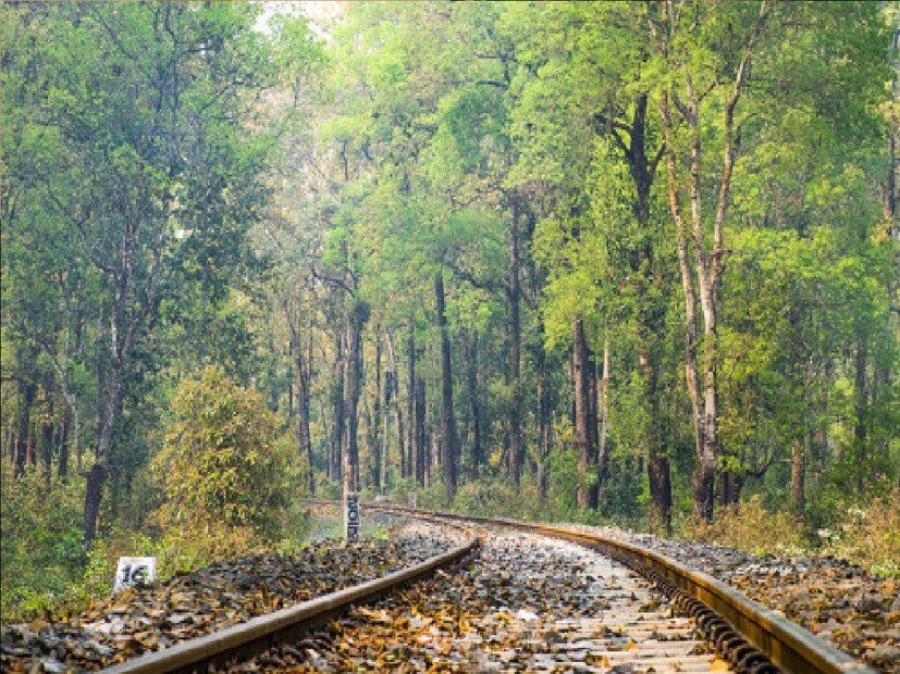 *বন্যপ্রাণ বিভাগের এই সিদ্ধান্তে খুশি ডুয়ার্সের পর্যটন ব্যবসায়ীরাও। জানা গিয়েছে, বর্তমানে গরুমারা জাতীয় উদ্যানে ২৮টি হাতি রয়েছে। এর মধ্যে ৪টি বাচ্চা হাতি। ৮০ বর্গকিলোমিটার জঙ্গল প্রহরার কাজে মূলত এই হাতিদের ব্যবহার করা হয়ে থাকে। এদের মধ্যে জেনি এবং মাধুরী নামে দুই হাতি পর্যটকদের জঙ্গল ঘোরাবে বলে খবর। সংগৃহীত ছবি। 