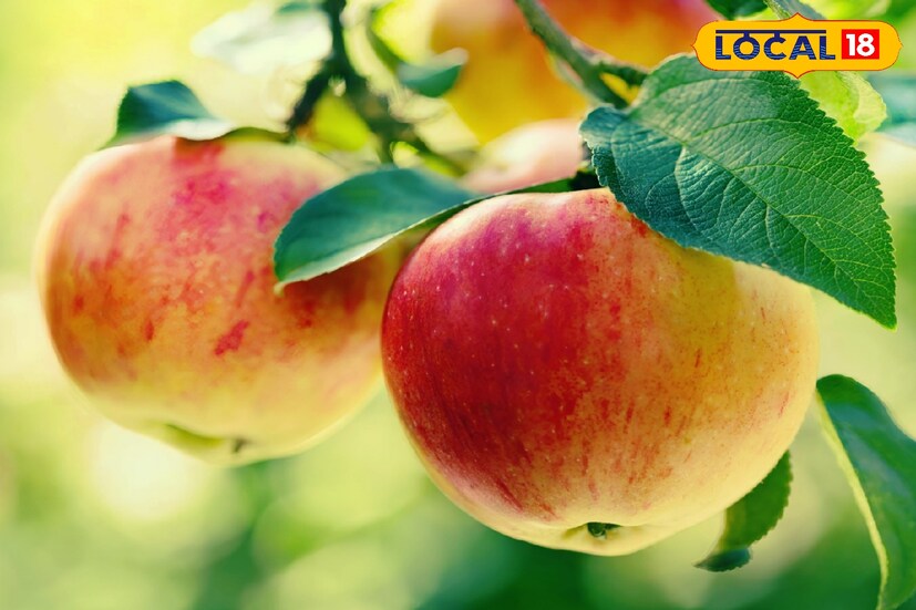 মাঝারি সাইজের দুটো আপেল প্রায় ১০ শতাংশ পর্যন্ত শরীরের কোলেস্টেরলের মাত্রা কমাতে সাহায্য করতে সক্ষম। এছাড়াও ১০ শতাংশ পর্যন্ত ভাল কোলেস্টেরলের মাত্রা বাড়িয়ে তুলতে পারে।