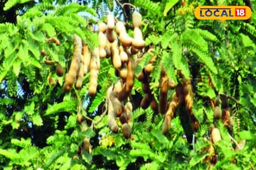 তেঁতুল ওজন কমায়, হজমশক্তি বাড়ায়, কিন্তু কারা ভুলেও তেঁতুল ছোঁবেন না? পড়ুন তেঁতুল ওজন কমায়, হজমশক্তি বাড়ায়, কিন্তু কারা ভুলেও তেঁতুল ছোঁবেন না? পড়ুন