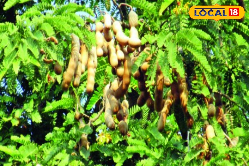 ঘুগনি,আলুকাবলি কিংবা ফুচকা...তেঁতুল জলের মহিলাই আলাদা। তবে শুধু স্বাদ-ই নয়, তেঁতুল জলের গুণ জানলে চোখ কপালে উঠবে, এমনটাই বলছেন বোলপুরের বিশিষ্ট ডাক্তার চন্দ্রচূড় হালদার। তেঁতুলে প্রচুর অ্যান্টিঅক্সিড্যান্ট ও প্রদাহবিরোধী বৈশিষ্ট্য রয়েছে। এ-সব উপাদান হৃদরোগ, ক্যানসার ও ডায়াবেটিসের মত রোগ প্রতিরোধ করার ক্ষমতা রাখে। ঘুগনি,আলুকাবলি কিংবা ফুচকা...তেঁতুল জলের মহিলাই আলাদা। তবে শুধু স্বাদ-ই নয়, তেঁতুল জলের গুণ জানলে চোখ কপালে উঠবে, এমনটাই বলছেন বোলপুরের বিশিষ্ট ডাক্তার চন্দ্রচূড় হালদার। তেঁতুলে প্রচুর অ্যান্টিঅক্সিড্যান্ট ও প্রদাহবিরোধী বৈশিষ্ট্য রয়েছে। এ-সব উপাদান হৃদরোগ, ক্যানসার ও ডায়াবেটিসের মত রোগ প্রতিরোধ করার ক্ষমতা রাখে।