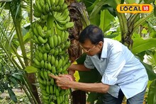 এই কলা চাষ করলেই রাতারাতি মালামাল! একটি কাঁদির দৈঘ্য ৪ ফুট