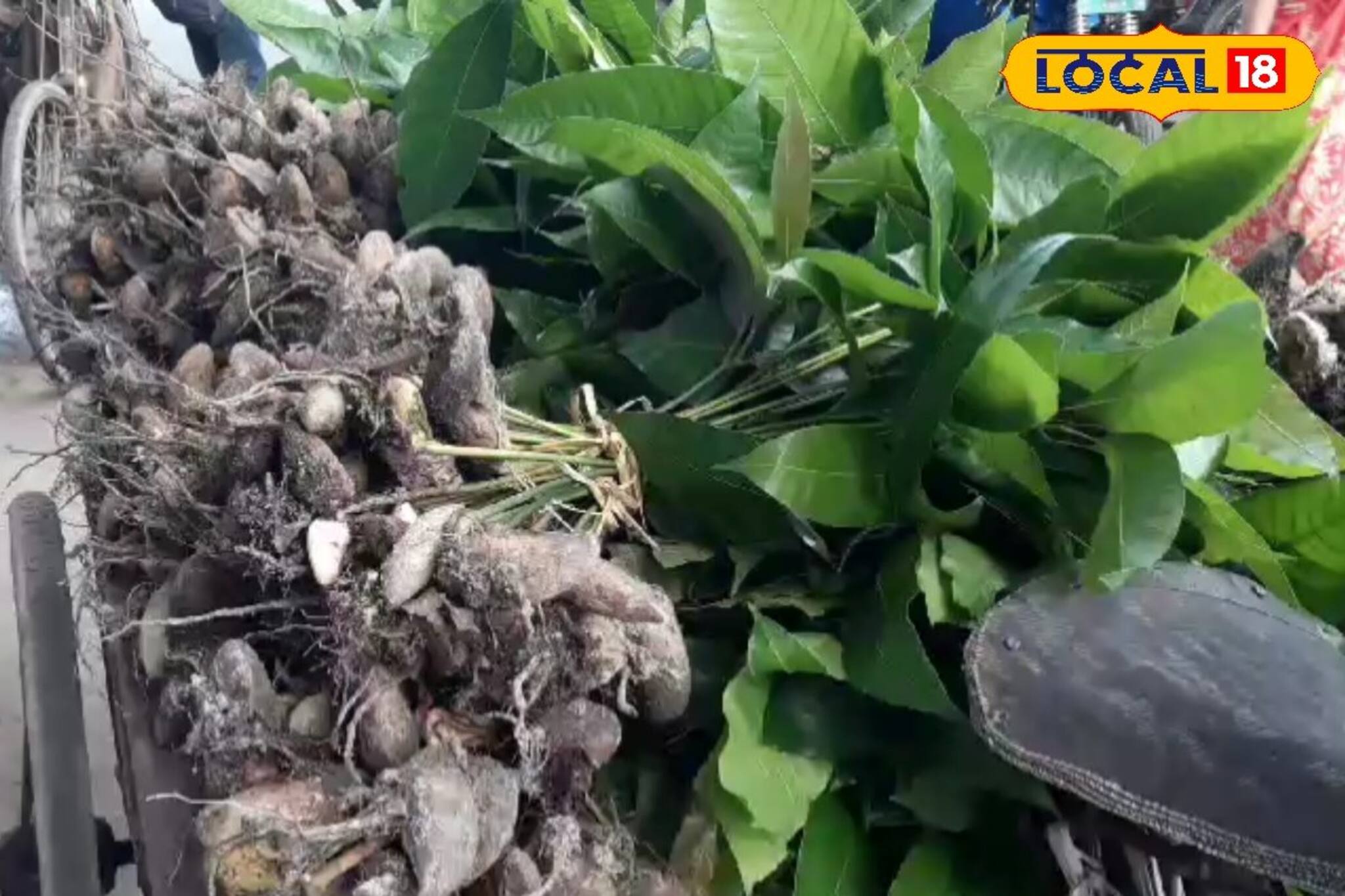 আম খেয়ে ফেলে দেন আঁটি? ফেলে দেওয়া এই জিনিস দিয়ে করতে পারবেন আয়