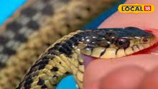 প্রতিকি ছবি