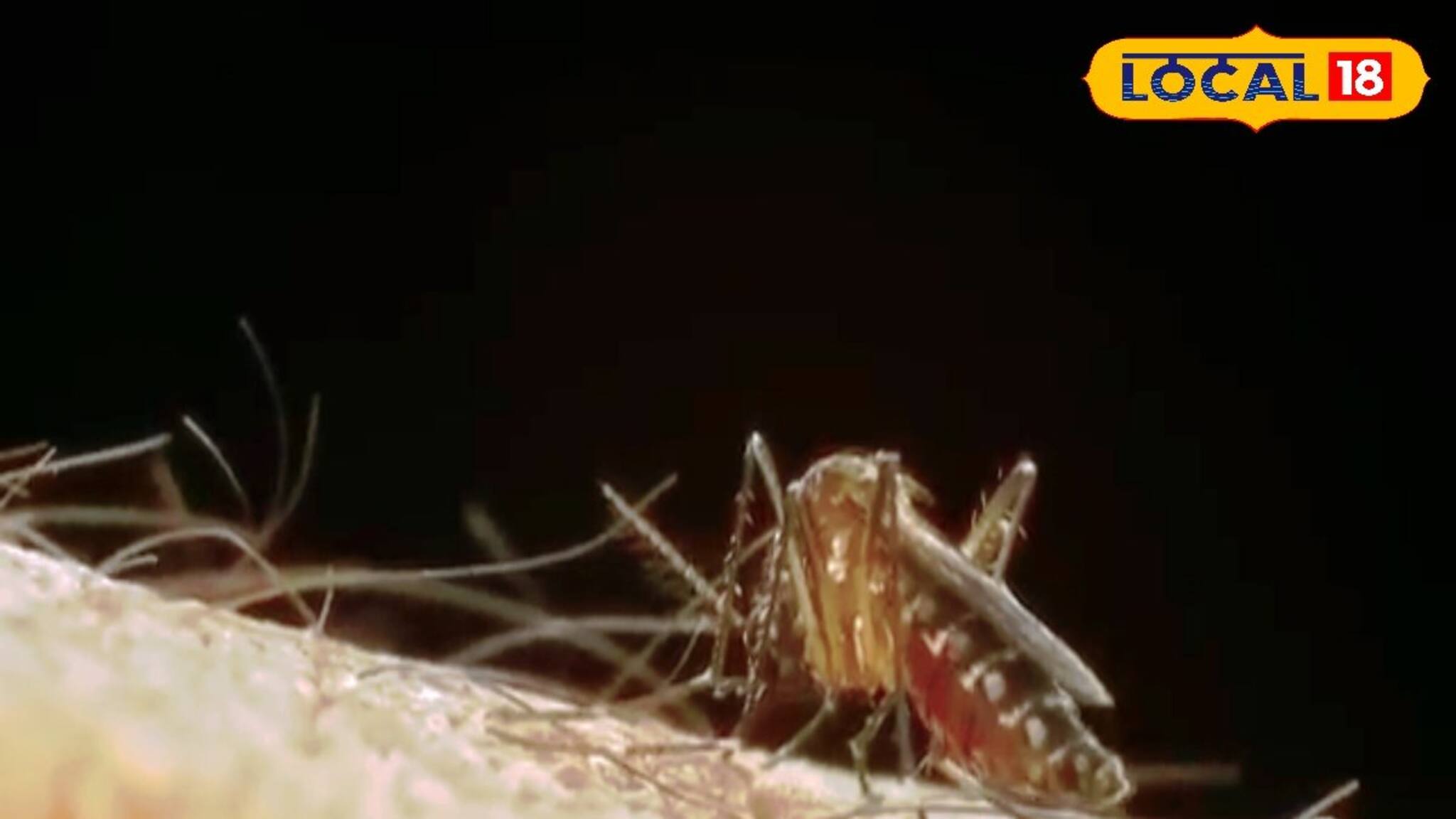 মশা ঠেকাতে গাপ্পি মাছেই ভরসা প্রশাসনের! ডেঙ্গি রোধে ‌যা করা হল এই জেলায়!