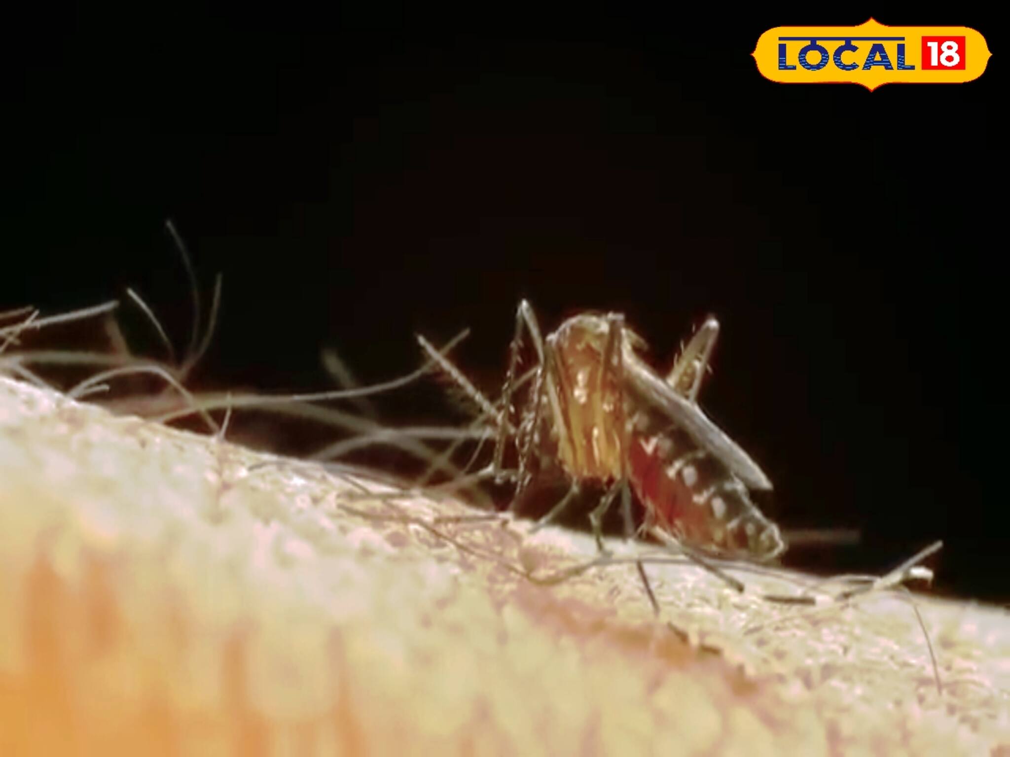 মশা ঠেকাতে গাপ্পি মাছেই ভরসা প্রশাসনের! ডেঙ্গি রোধে ‌যা করা হল এই জেলায়!