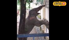 ব্রেকফাস্ট চাই! সেনা ছাউনিতে চিরুনি তল্লাশি চালাল দাঁতাল! নেটপাড়ায় ভাইরাল ভিডিও