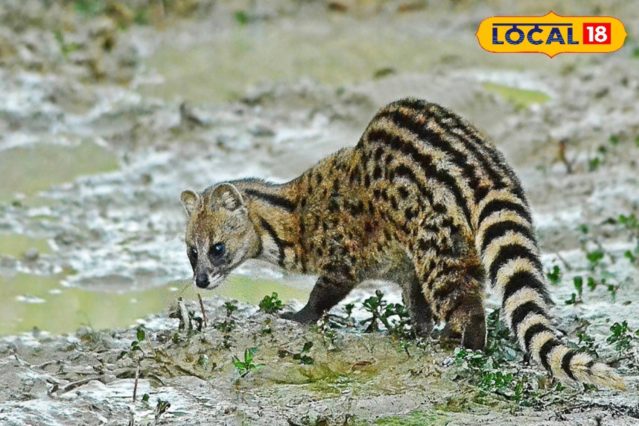 আবারও বেপরোয়া গতির বলি লুপ্ত প্রায় গন্ধগোকুল! উদ্বিগ্ন পরিবেশপ্রেমী