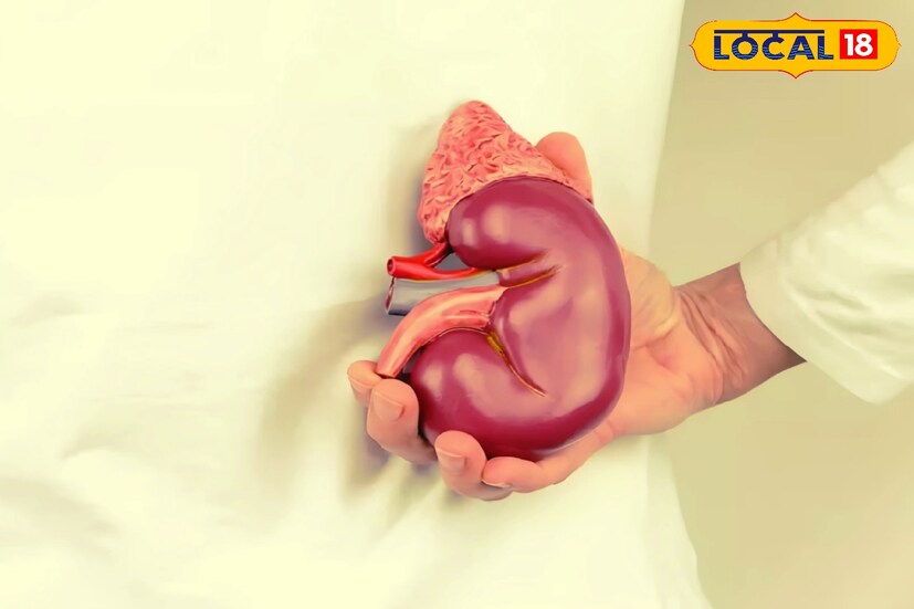 *শরীরের অনেকটাই গুরুত্বপূর্ণ অঙ্গ হল কিডনি। কিডনি শরীরের বর্জ্য শরীর থেকে বের করে দিয়ে শরীরের রক্ত পরিশোধন করে থাকে। এই কারনেই শরীর সুস্থ থাকে এবং সচল থাকে দীর্ঘ সময় পর্যন্ত।