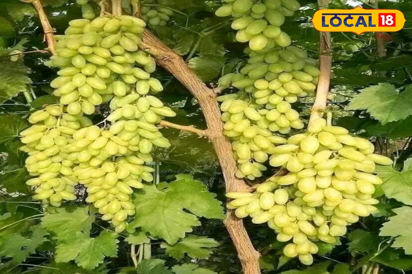 আঙুরে থাকে প্রচুর ফাইবার যা হজমে সাহায্য করে এবং কোষ্ঠকাঠিন্য প্রতিরোধ করে, পরিপাকতন্ত্র ভাল করে 