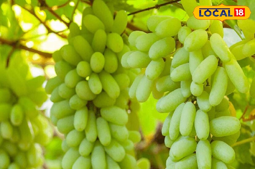 আঙুর স্মৃতিশক্তি বাড়াতে সহায়ক। নিয়মিত আঙুর খাওয়ার অভ্যাস মস্তিষ্কের ক্রিয়াকলাপ বাড়ায়। দৃষ্টিশক্তি ভাল রাখতেও নিয়মিত আঙুর খাওয়া উচিৎ।