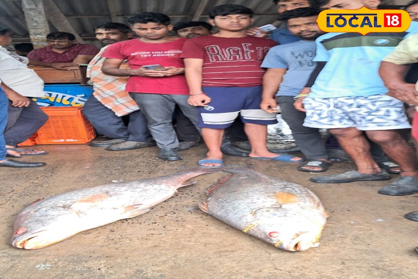 *সাধারণত এই মাছ গভীর সমুদ্রে ধরা পড়ে। যেই ট্রলারে ওঠে সেই ট্রলারের মালিকের লক্ষ্মী লাভ হয়। এই নিয়ে চলতি বছরে বেশ কয়েকবার তেলিয়া ভোলা মাছ উঠল দিঘা মোহনা মৎস্য নিলাম কেন্দ্রে। এদিন এই মাছ ঘিরে ছবি তোলার হুড়োহুড়ি লাগে পর্যটক থেকে সাধারণ মানুষের মধ্যে।