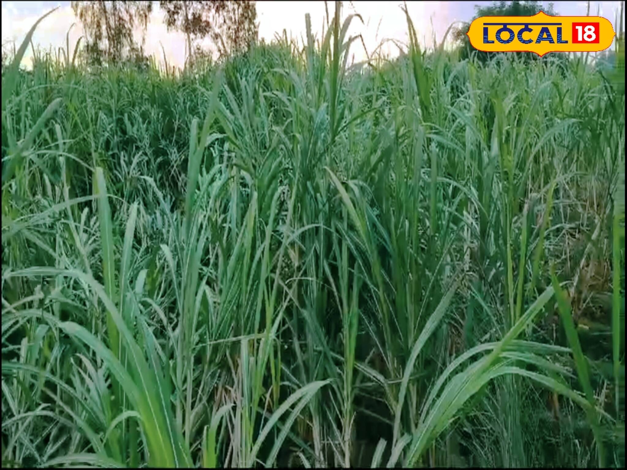 পুরনো সবকিছু ছেড়ে আখ চাষ শুরু করুন, তিনগুণ লাভ পাবেন!