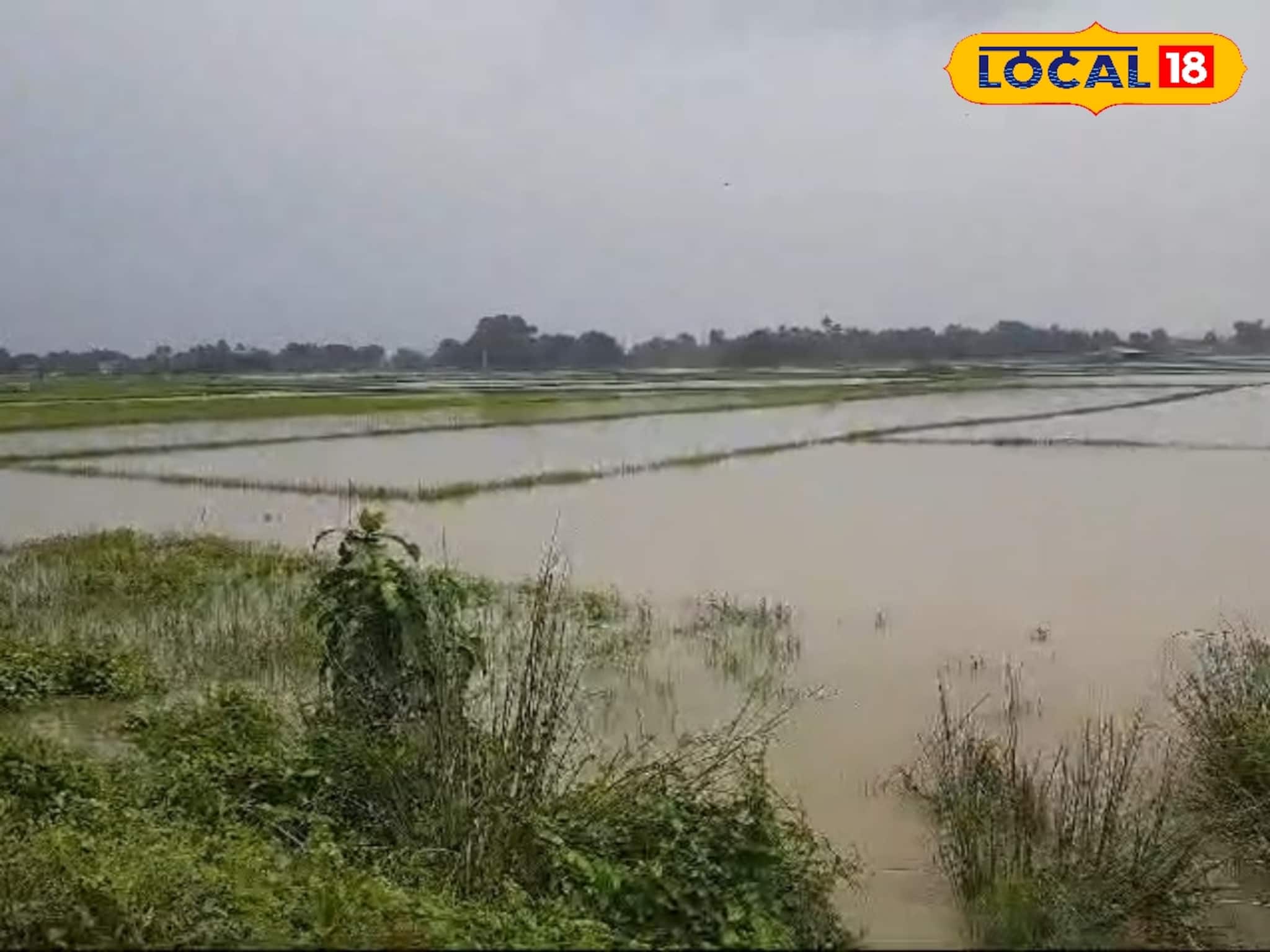 ডিভিসি'র ছাড়া জলে ডুবে চাষের জমি, মাথায় হাত কৃষকদের