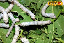 ৭০ টাকার কিটে বিপুল লাভ রেশম চাষিদের, আবিষ্কার রাজ্যের এই বিশ্ববিদ্যালয়ের