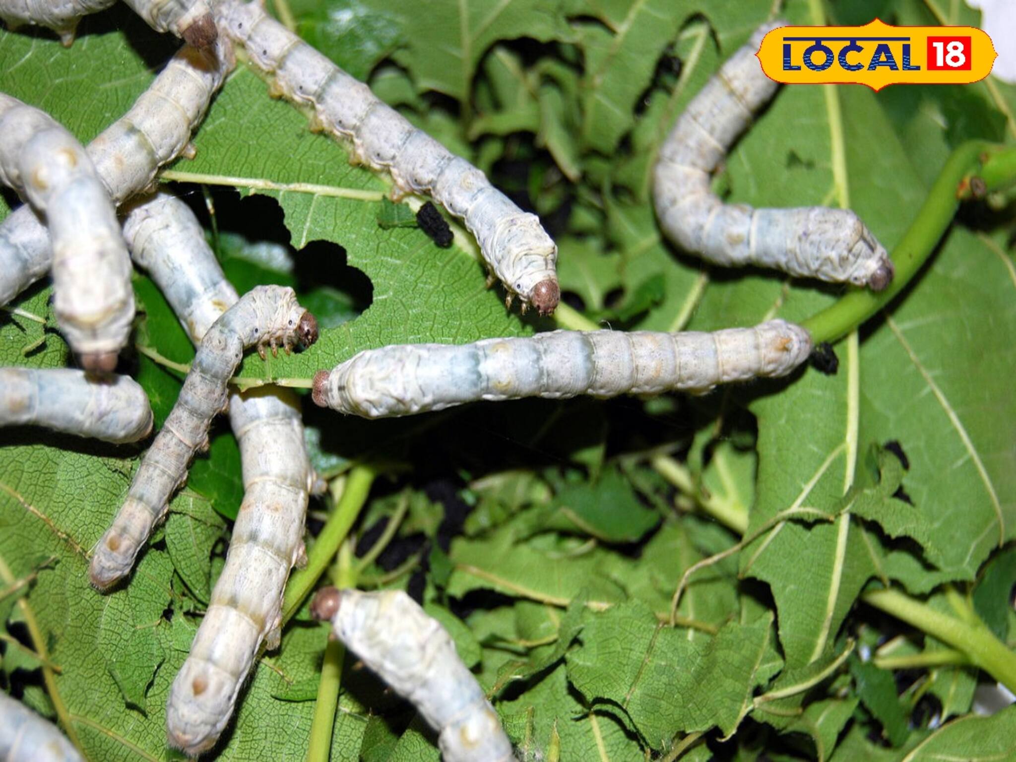 ৭০ টাকার কিটে বিপুল লাভ রেশম চাষিদের, আবিষ্কার রাজ্যের এই বিশ্ববিদ্যালয়ের