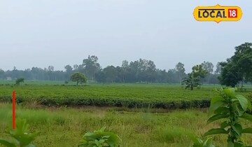 চাষের