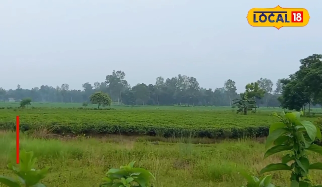 বাংলাদেশে অশান্তির প্রভাব! ওপারে থাকা ভারতের জমিতে যেতে পারছেন না রাজ্যের কৃষকরা বাংলাদেশে অশান্তির প্রভাব! ওপারে থাকা ভারতের জমিতে যেতে পারছেন না রাজ্যের কৃষকরা