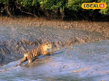 ভ্রমণপিপাসু বাঙালির কাছে অন্যতম পর্যটনের ডেস্টিনেশন হল সুন্দরবন