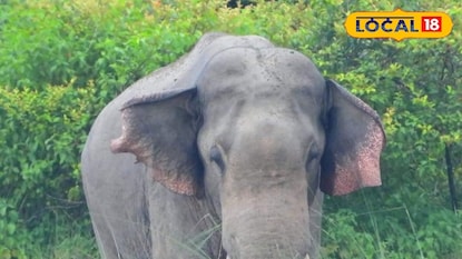 হাতি হাতি