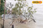 তলিয়ে যাচ্ছে নদীর চরের ম্যানগ্রোভ! আতঙ্ক বাড়ছে সুন্দরবনে