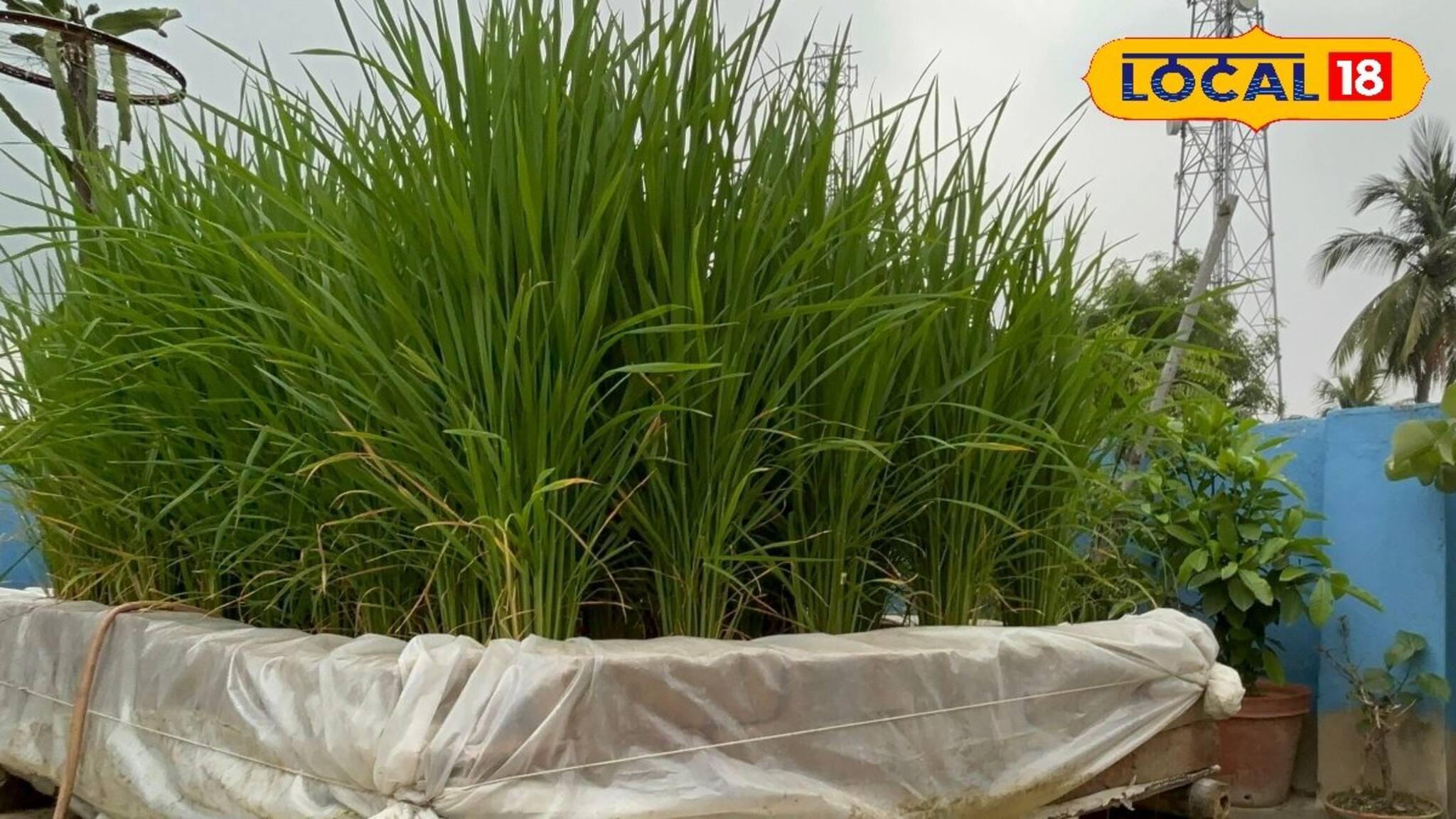 Rooftop Paddy Harvest: গাছের ঝরা পাতার সঙ্গে এই জিনিস! দিলেই আপনার ছাদের কোণে ছোট্ট জায়গাও ভরবে সবুজ ধানে! পাবেন ২০ কেজি চাল!