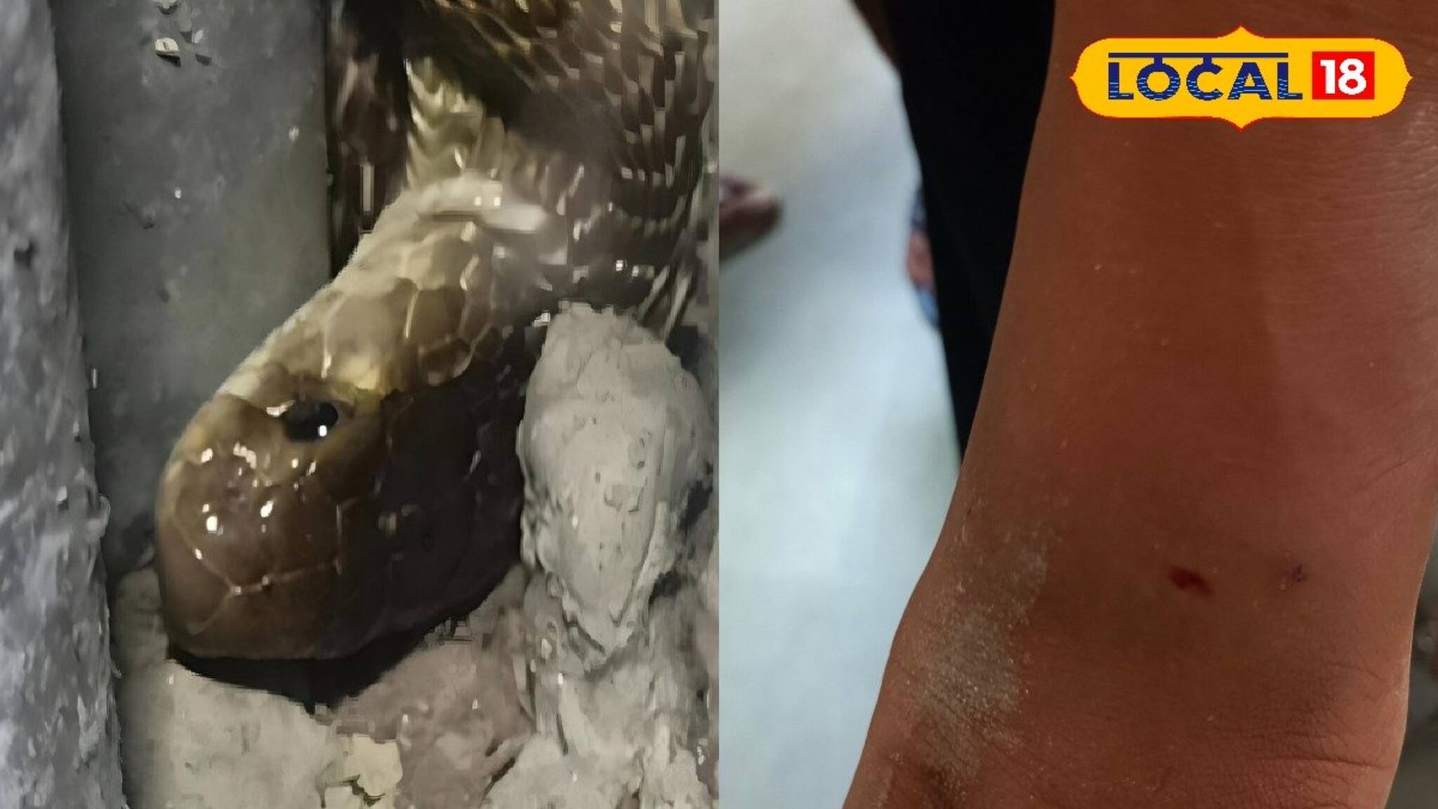 Snake: এক কামড়েই মৃত‍্যু! ঘরের ভেতরেই ঘাপটি মেরে ওটা কী! যা ঘটল, আতঙ্কে শিউরে উঠছে গ্রামবাসী