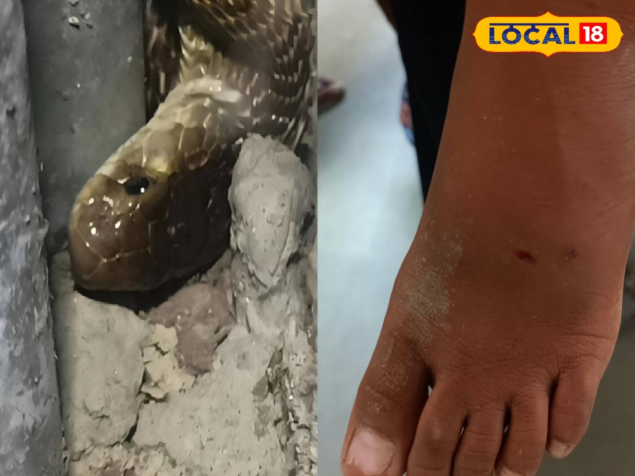 এক কামড়েই মৃত‍্যু! ঘরের ভেতরেই ঘাপটি মেরে ওটা কী! আতঙ্কে শিউরে উঠছে গ্রামবাসী