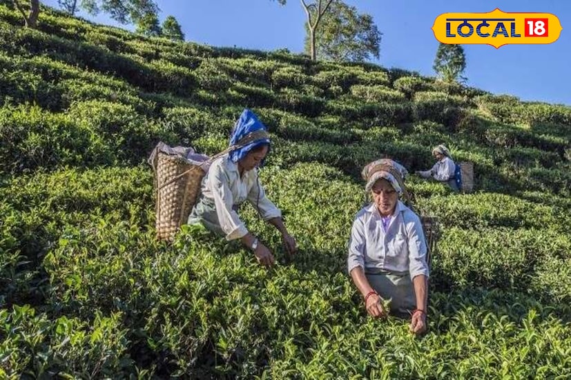 বৃষ্টি না হওয়ায় শিলিগুড়ি (৩৫), জলপাইগুড়ি (৩৫), কোচবিহার (৩৪) গলদঘর্ম অবস্থা। তাপমাত্রার বৃদ্ধি যেমন ঘটেছে, তেমনই আর্দ্রতাজনিত অস্বস্তি ও বৃদ্ধি পাচ্ছে দিন দিন। 