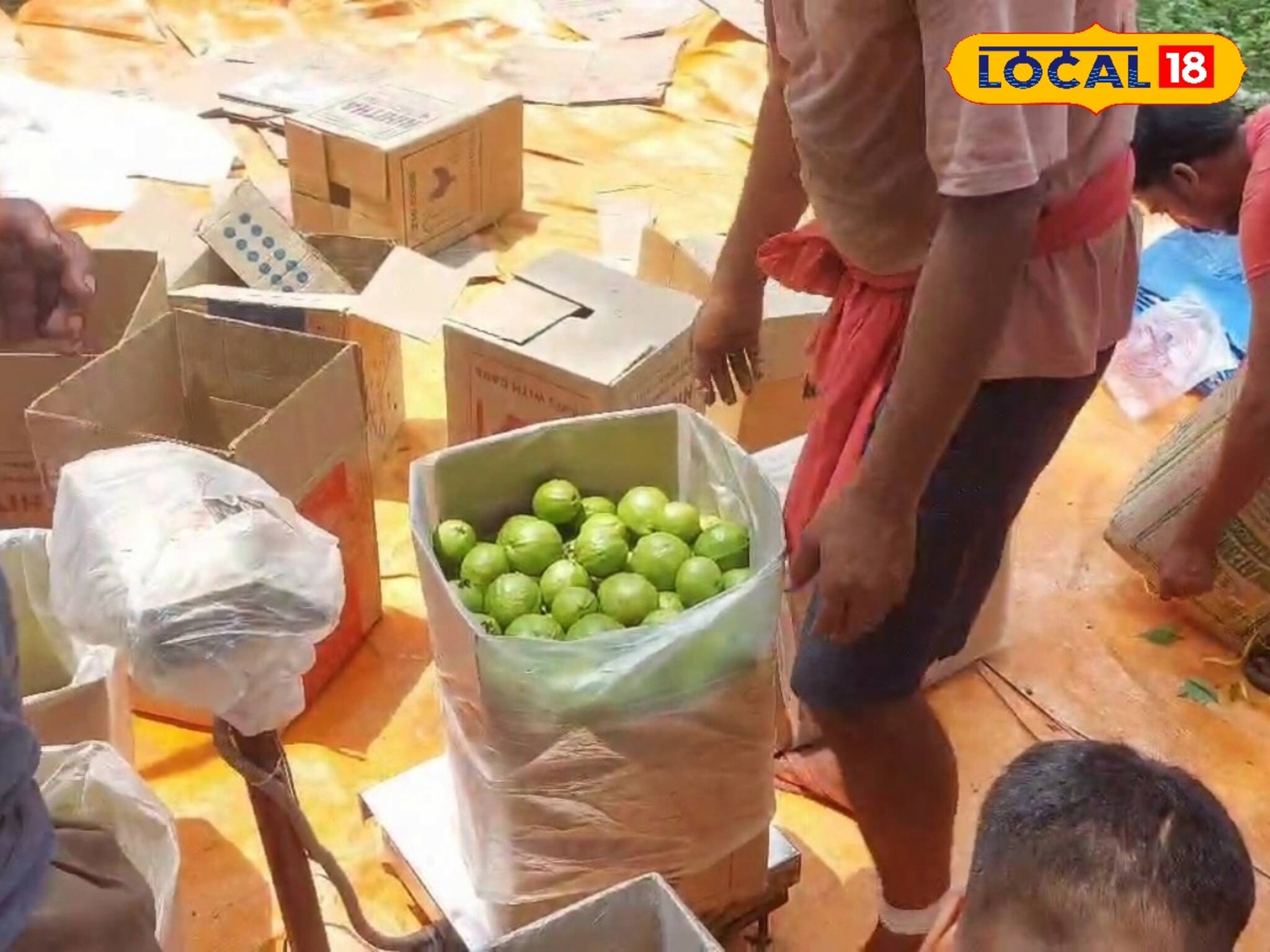 Guava Agriculture News: জেলার পেয়ারা পাড়ি দিচ্ছে ভিন রাজ্যে, ফলের দাম বাড়ায় লাভবান চাষিরা