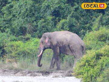 হাতি হাতি