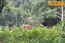 মর্মান্তিক মৃত্যু স্ত্রী হাতির! জ্বলন্ত শলাকা ছুড়ে হত্যা, প্রতিবাদে জঙ্গলমহল