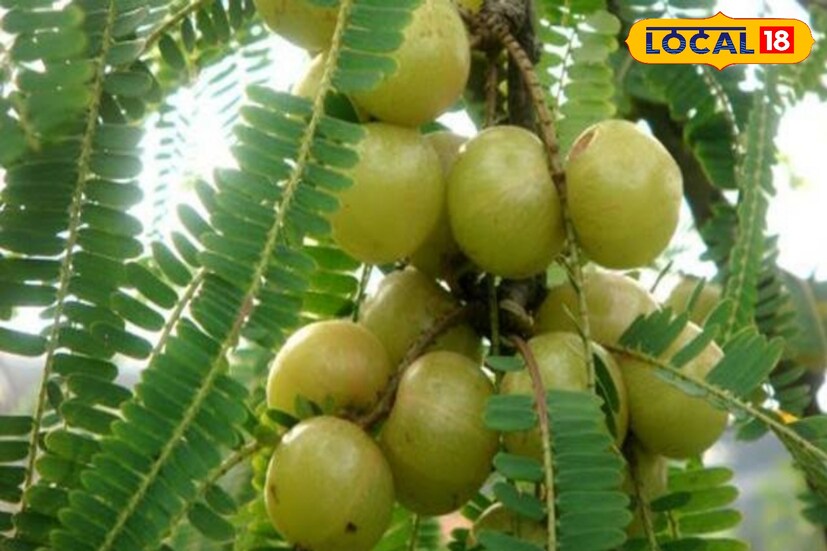 প্রতিদিন আপনার চিকিৎসকদের ওষুধের পাশাপাশি যদি দুটো করে আমলকি রাখতে পারেন এতে আপনার কোষ্ঠকাঠিন্য এসিডিটি এবং অতিরিক্ত ওজন কমাতে সাহায্য করে।