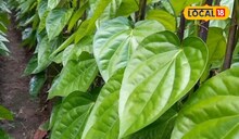 বাড়ির মধ্যে উঁচু জমি থাকলে শুরু করুন এই কাজ, লাভ হবে প্রচুর