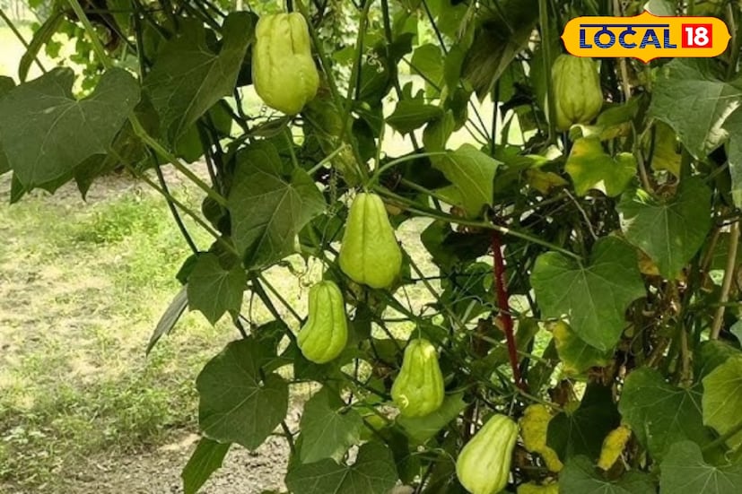 রক্তে শর্করার মাত্রা বাড়তে দেয় না স্কোয়াশ। তাই ডায়াবেটিসের মোক্ষম দাওয়াই এই সবজি। সেই সঙ্গে হার্ট অ্যাটাক ও স্ট্রোকের সম্ভাবনা অনেকাংশে কমিয়ে দেয়। স্কোয়াশে রয়েছে প্রচুর পরিমানে পটাশিয়াম-ও। 