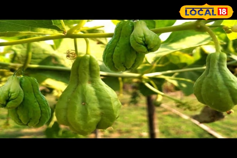 স্কোয়াশ অনেকেই বাজারে দেখলে এড়িয়ে যান। কিন্তু এই সবজি পুষ্টির ভাণ্ডার। স্কোয়াশে থেকে শরীর পায় প্রচুর পরিমাণে ভিটামিন ও বিটা ক্যারোটিন। এতে রয়েছে বিটা লুটেইন। লুটেইন চোখের দৃষ্টি বাড়ায়, চুলের জন্যও ভীষণ উপকারী।