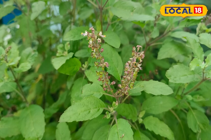 *সামনেই আসছে জন্মাষ্টমী। এদিন তুলসি গাছের অব্যর্থ টোটকা আপনার জীবনের সব বাধা বিঘ্ন দূর করতে পারে। আপনার ঘরে এনে দিতে পারে সমস্ত সুখ, জানিয়েছেন বিশিষ্ট জ্যোতিষ আচার্য জয়দেব।