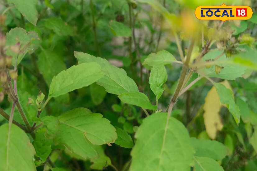 *তিনি বলছেন, যদি দম্পতির মধ্যে বাড়িতে কলহ চলছে, বা দাম্পত্য সুখ উপভোগ করতে চান, তাহলে অবশ্যই জন্মাষ্টমীতে অবশ্যই বাড়িতে একটি তুলসী গাছ রোপণ করুন। এমনটা করলে বাড়িতে বিয়ের বাধাও দূর হয়।