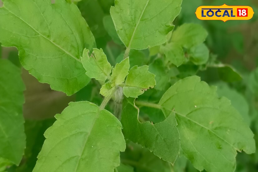 *তিনি জানিয়েছেন, এদিন অবশ্যই শ্রী কৃষ্ণের উদ্দেশ্যে ভোগ নিবেদন করুন। সেই ভোগে নিবেদন করুন তুলসি পাতা। এই কাজ করলে শ্রীকৃষ্ণ এবং মা লক্ষ্মীর আশীর্বাদ পাওয়া যায়। সবদিক থেকে হয় আর্থিক উন্নতি। আবার কৃষ্ণের তুলসি নিবেদন না করলে ভোগ থেকে যায় অসম্পূর্ণ।