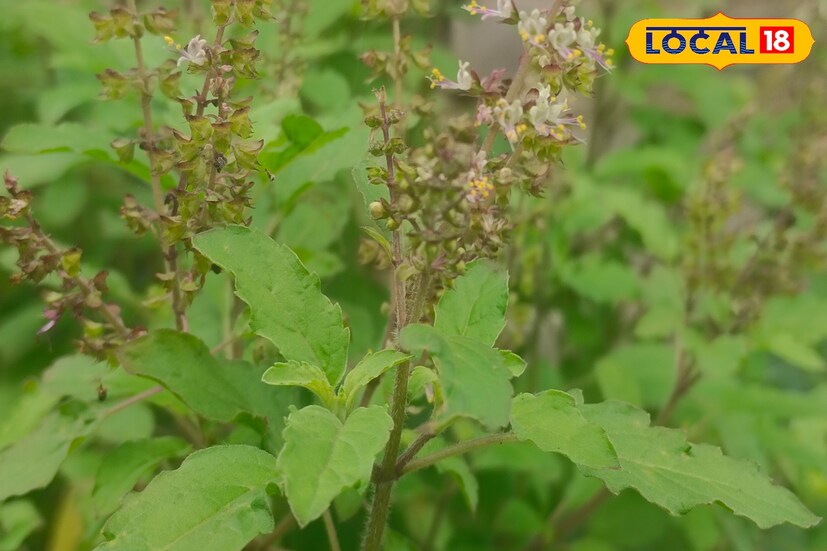 *জন্মাষ্টমীর দিন তুলসি গাছের সামনে 'ওম নমোঃ ভগবতে বাসুদেবায়' মন্ত্রটি জপ করলে জীবনের সব বাধা দূর হয়। এছাড়াও তুলসি গাছের সামনে দাঁড়িয়ে ভগবান শ্রীকৃষ্ণের বিভিন্ন নাম জপ করতে পারেন।