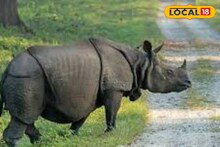 ফিতাকৃমি? নাকি বিষাক্ত পোকার সংক্রমণ? জলদাপাড়ায় পর পর গন্ডারের রহস্যমৃত্যু