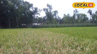 ক্ষতিগ্রস্ত ধানক্ষেত