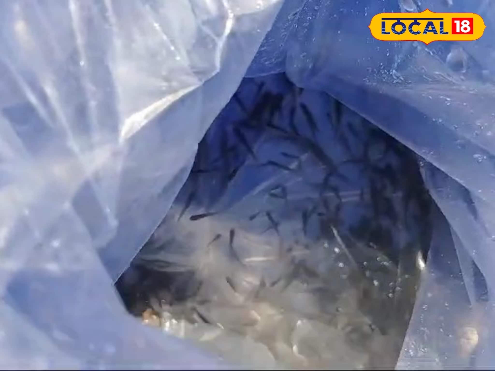 মাছ লড়বে ডেঙ্গি মশার সঙ্গে! আরামবাগের নর্দমায় ৩৮ হাজার গাপ্পি মাছ