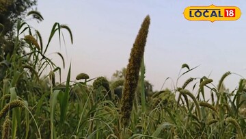 কাউন ধান