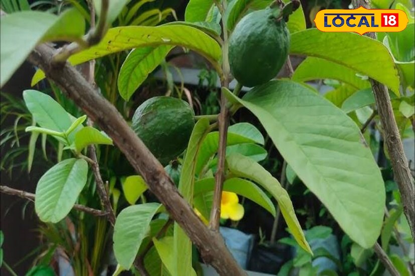 পেয়ারা, বারোমাসে লেবু (কাগজি, সিডলেস, এলাচি), মালটা, কমলা, কুল (টক ও মিষ্টি), ডালিম, ড্রাগন ফ্রুটের গাছ লাগাতে পারেন ছাদে।