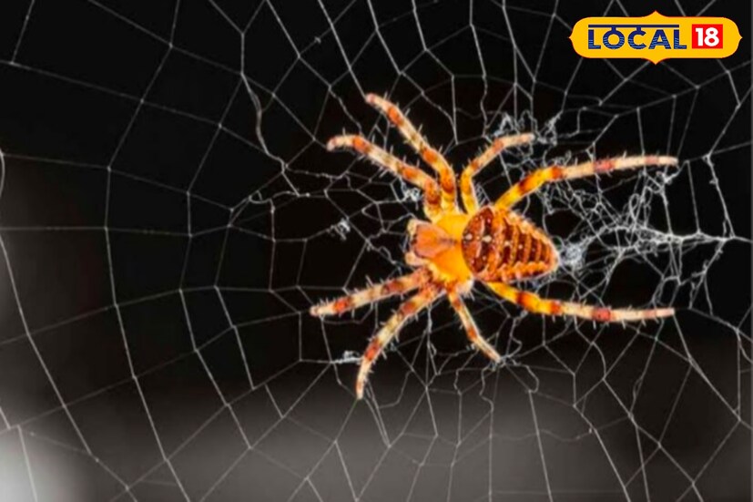 বাড়ির যেখানে-সেখানে মাকড়সার জাল? পরিষ্কার করতে করতে জেরবার? রইল ঘরোয়া সমাধান