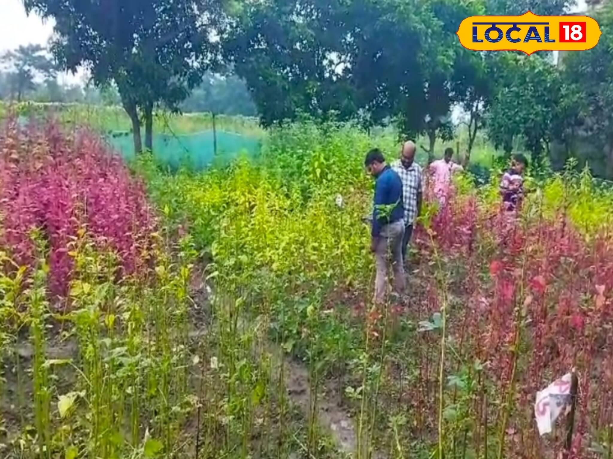 Agriculture News: হারিয়ে ‌যাওয়া বীজের চাষ ! সুন্দরবনে কৃষকদের পাশে সংস্থা
