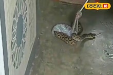 বাড়ির মধ্যে জমা জলে বিষাক্ত সাপ! কলকাতার উপকন্ঠের 'এই' এলাকার বেহাল দশা